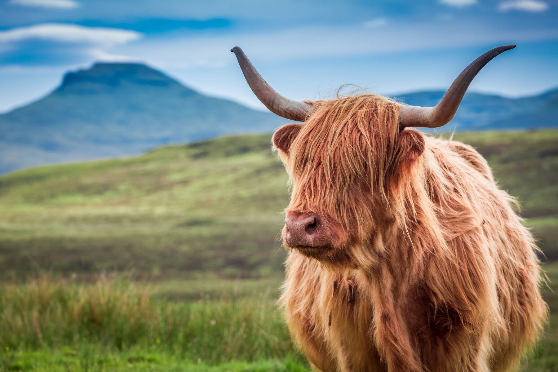 A Highland Cow with shaggy coat and long horns. 