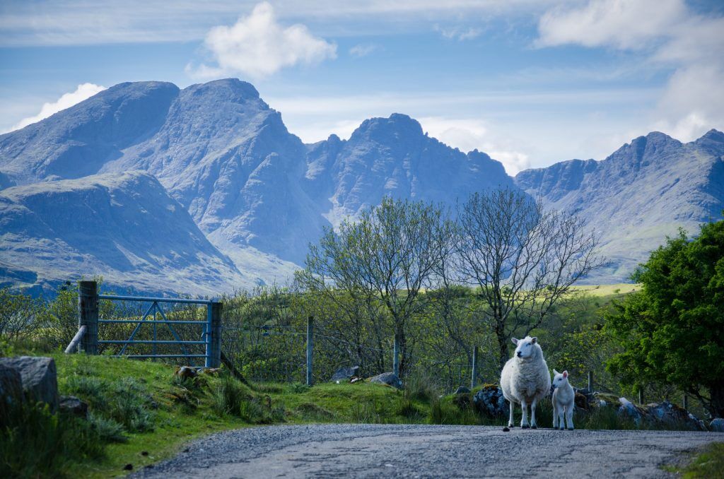 A sheep and lamb walking along a road on the Isle of Skye. There are mountains in the background.