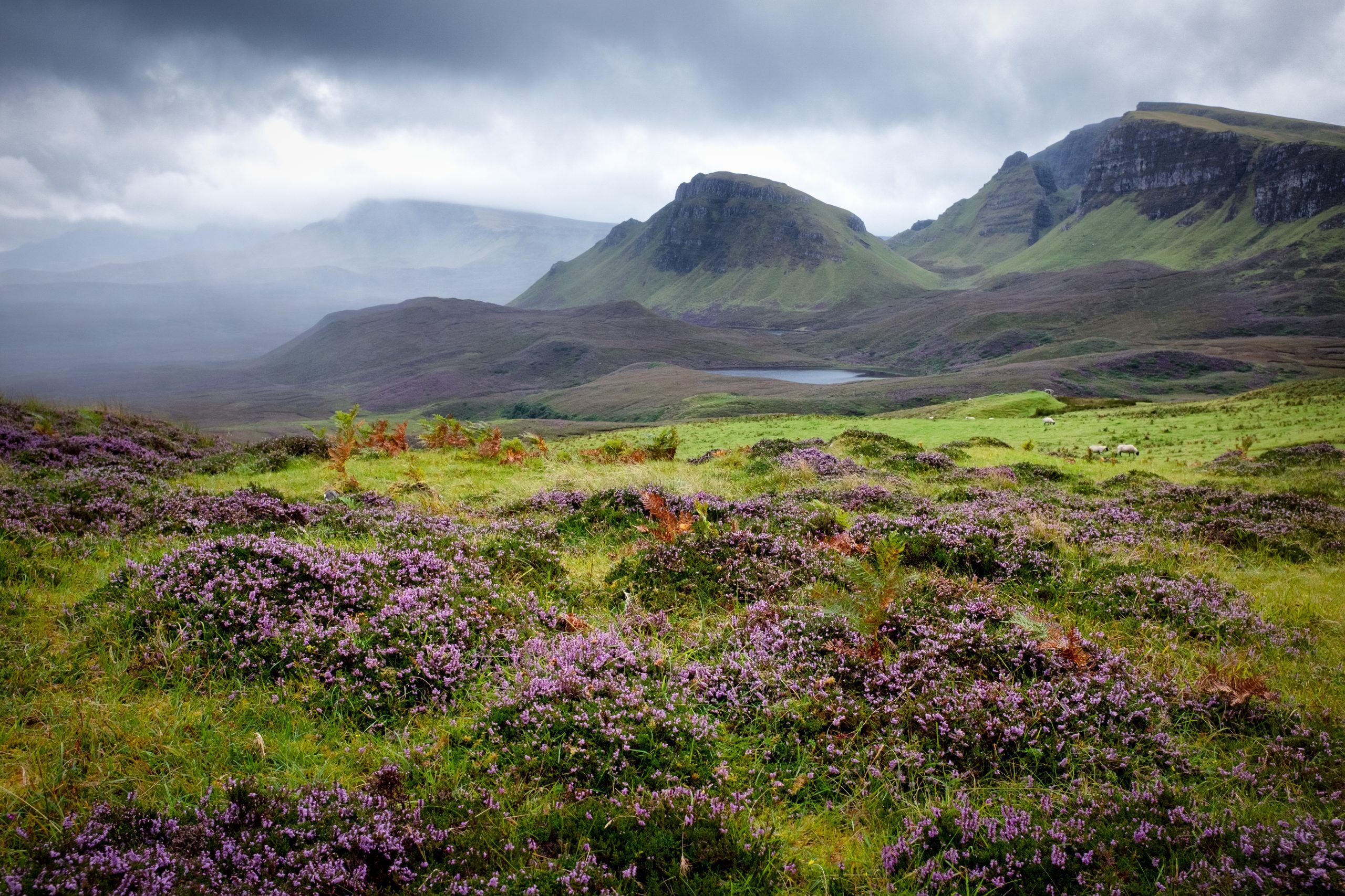 The is purple heather in the foreground and craggy mountains in the background